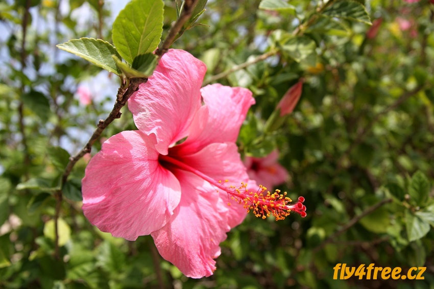 img00070.jpg