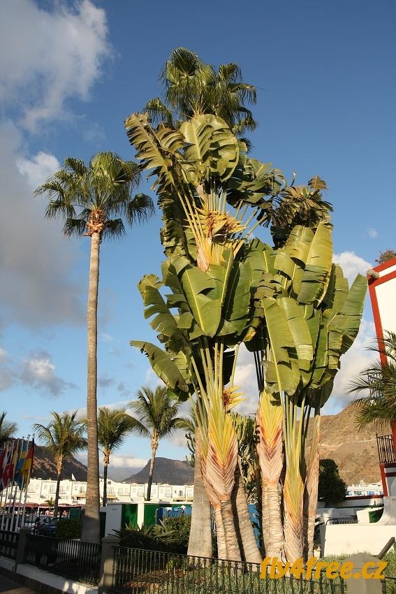 img00009.jpg