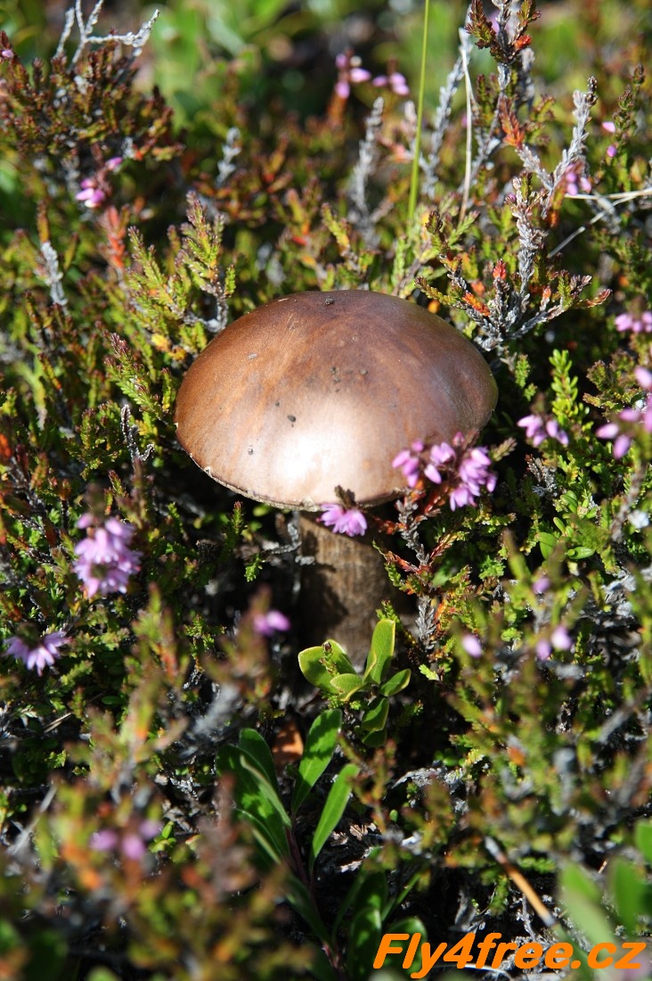 img00062.jpg