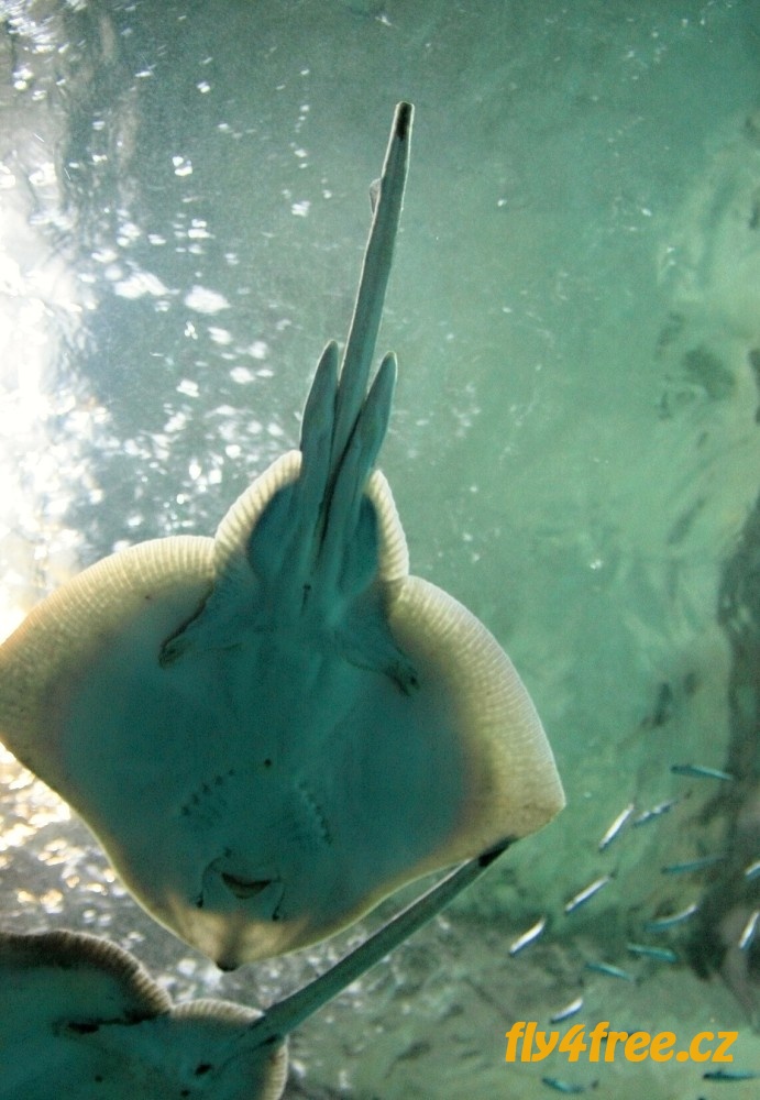 img00033.jpg