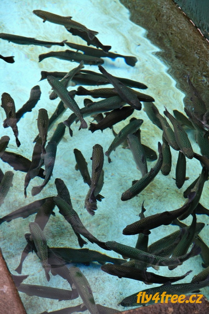 img00066.jpg