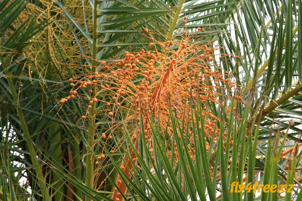 img00097.jpg