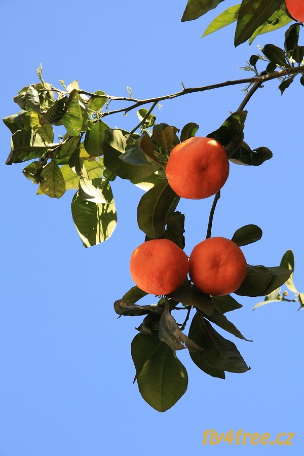 img00060.jpg