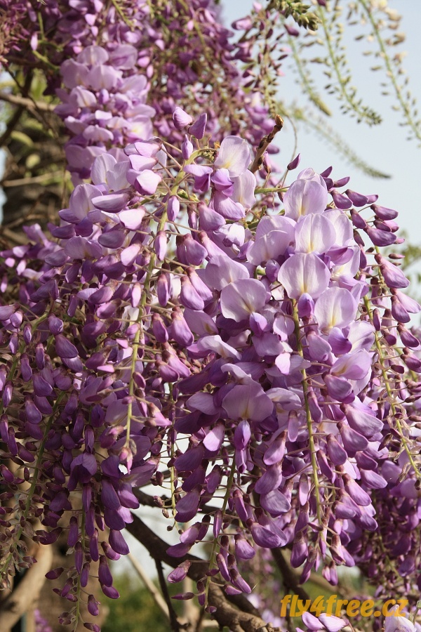 img00068.jpg