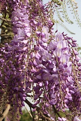 thn00068.jpg